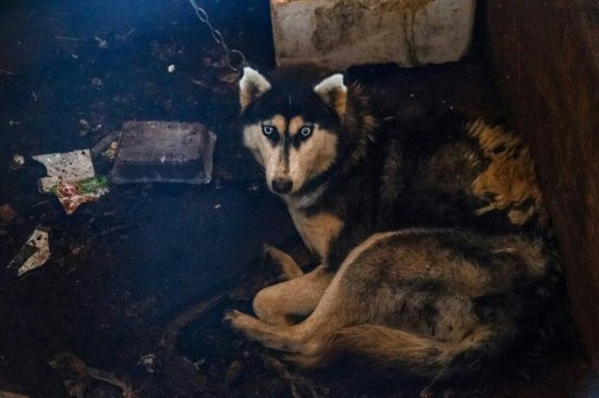 Концлагерь в Гущино: в Тверской области мужчина издевался над собаками (ФОТО и ВИДЕО)
